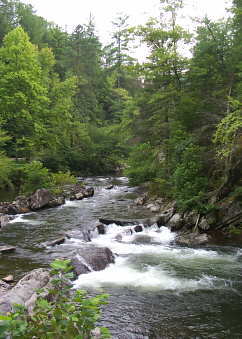 Citico Creek below Double Camp in the Cherokee National Forest.